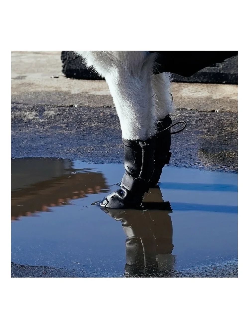 Canada Pooch protective black